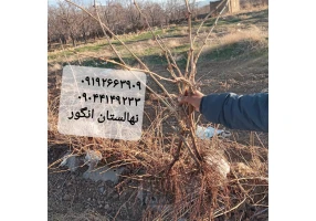 نهالستان انگور قهرمانی بیدانه