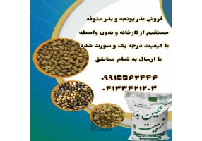 بذر یونجه و بذر علوفه سورت شده