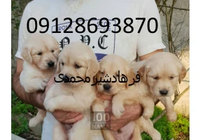 واگذاری سگ گلدن رتریور اصیل توله و بالغ