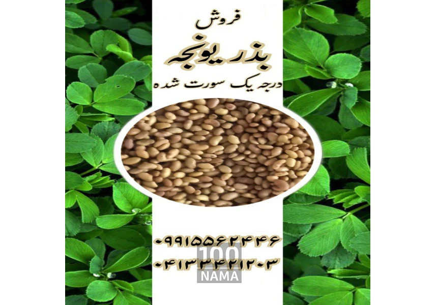 فروش بذر یونجه درجه یک بوجاری شده