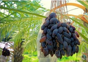 فروش عمده خرما