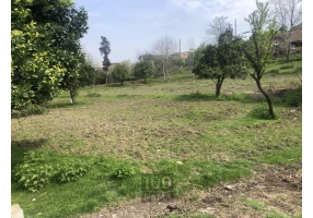زمین جنگلی مسکونی