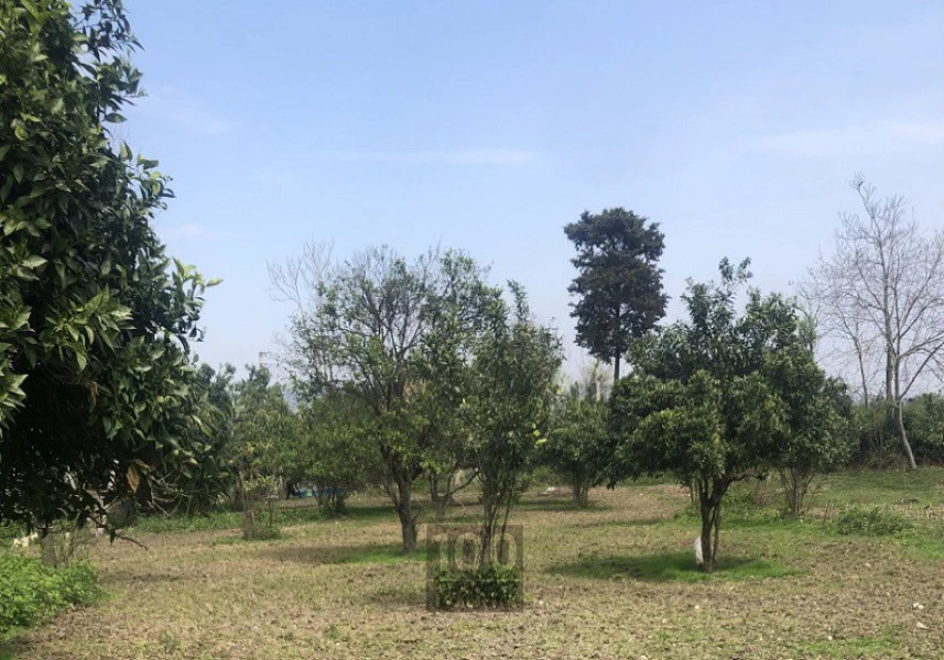 زمین جنگلی مسکونی