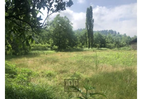 زمین جنگلی مسکونی