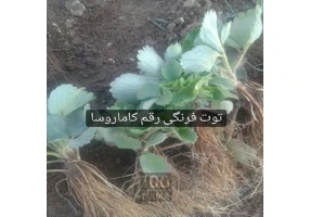 تولید و فروش نشا توت فرنگی