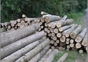 خریدار چوب صنوبر