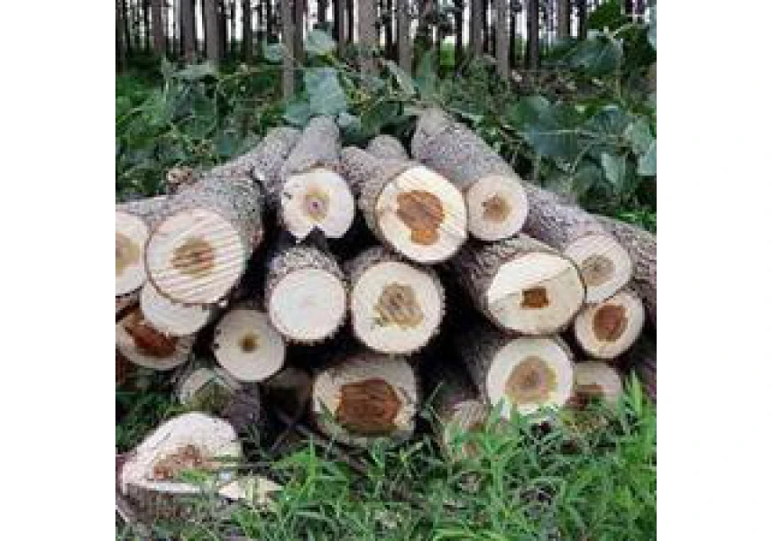 خریدار چوب صنوبر