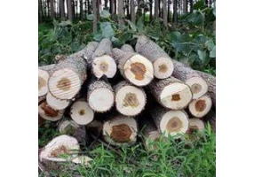 خریدار چوب صنوبر