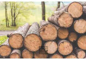 خریدار چوب صنوبر