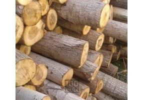 خریدار چوب صنوبر