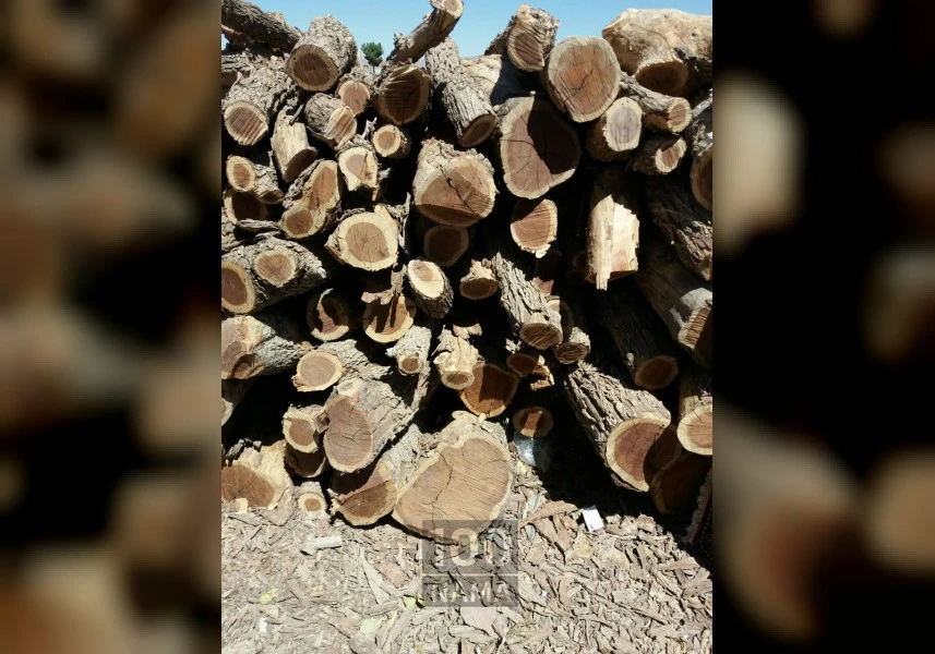 فروش چوب عناب