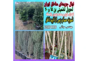 فروش و تحویل انواع درختان جریمه‌ای تهران