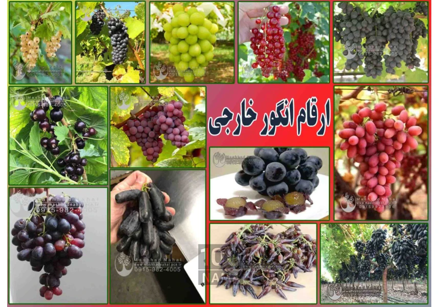 فروش نهال میوه اصلاح شده