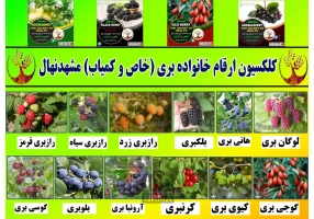 فروش نهال میوه اصلاح شده