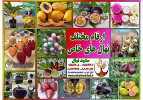 فروش نهال میوه اصلاح شده