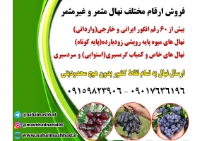 فروش نهال میوه اصلاح شده