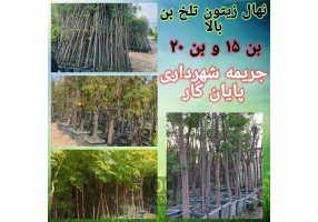 نهال درخت زیتون تلخ بن ١۵ در سطل ١٢ و پیت حلب