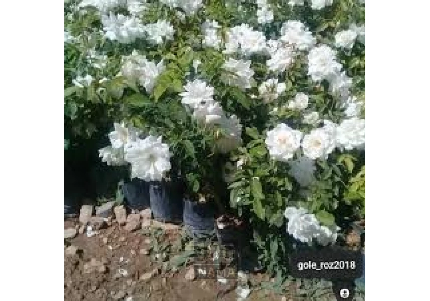 فروش فوری نهال گل محمدی