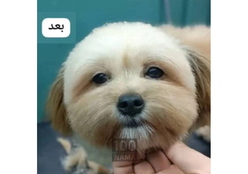 آرایشگر حیوان خانگی در اهواز