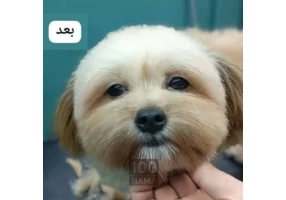 آرایشگر حیوان خانگی در اهواز