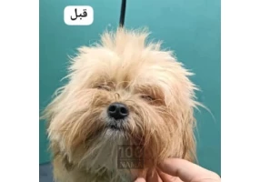 آرایشگر حیوان خانگی در اهواز