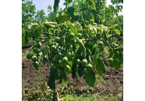 فروش نهال مثمر و غیر مثمر در تالش