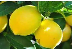 فروش نهال مثمر و غیر مثمر در تالش