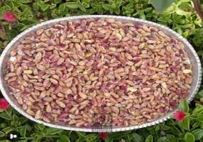 فروش پسته و مشتقات پسته