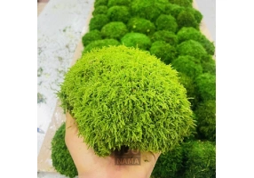 فروش خزه تثبیت شده