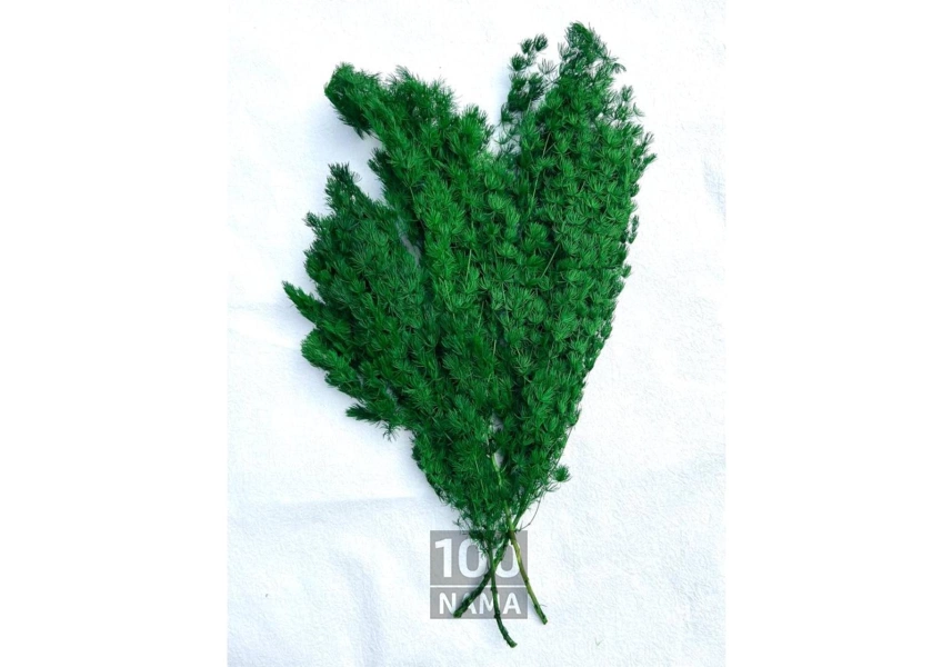 فروش خزه تثبیت شده