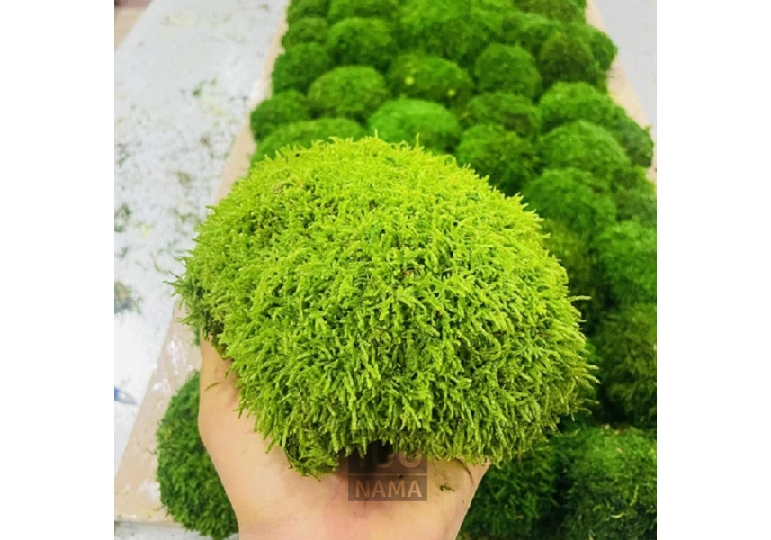 فروش خزه تثبیت شده