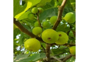 فروش ویژه نهال انجیر گلوگاه