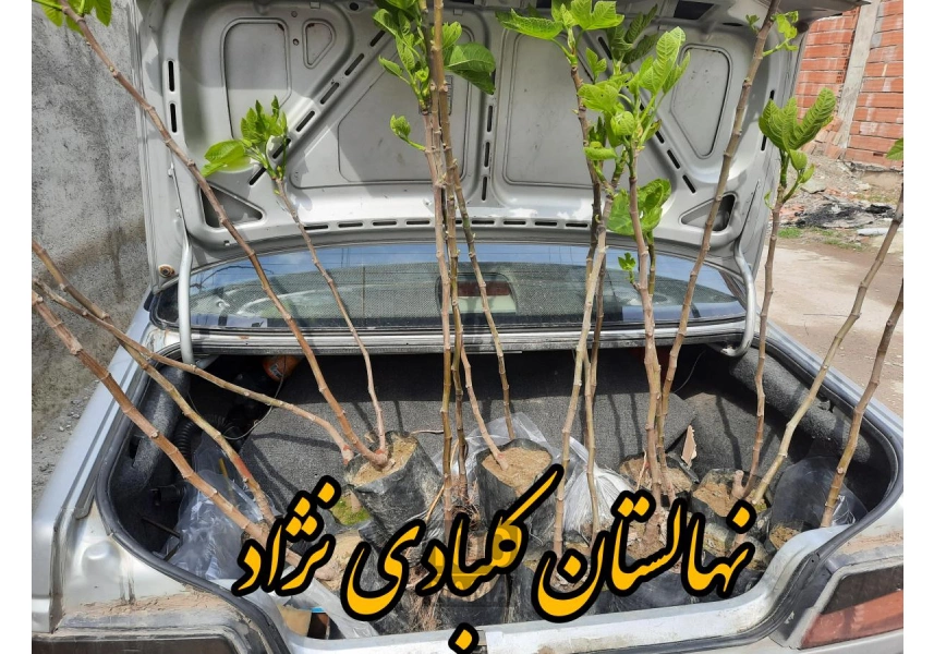 فروش ویژه نهال انجیر گلوگاه