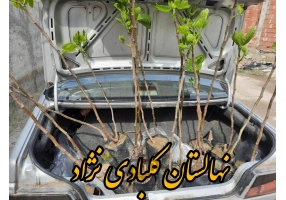 فروش ویژه نهال انجیر گلوگاه