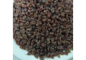 تامین و فروش عمده کشمش آفتابی