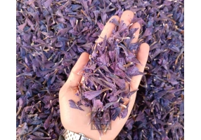 فروش عمده گل گاوزبان تازه چین با قیمت مناسب