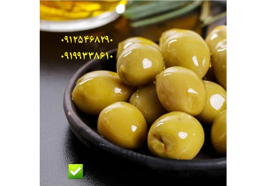 زیتون دلفین
