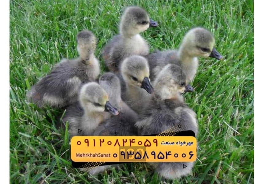 فروش جوجه غاز گوشتی