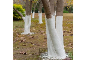 عرضه کننده رنگ تنه درخت