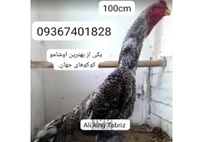 لاری اوشامو آلمانی وارداتی