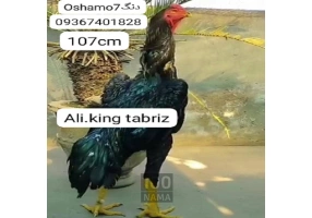 لاری اوشامو آلمانی وارداتی