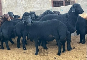 بازاریابی دام در ترکمنستان