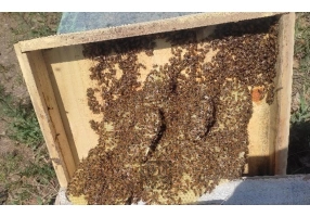 عسل خالص کلپوره و گون کوهی
