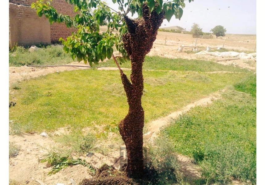 عسل خالص کلپوره و گون کوهی