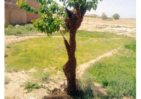 عسل خالص کلپوره و گون کوهی