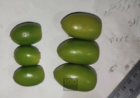 کود ارگانیک جلبک خلیج فارس آلگالند