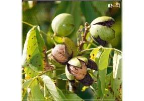 فروش ویژه ۴ اصله درخت گردوی ۱۵۰ ساله