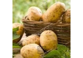 تولید کننده سیب‌زمینی همدان