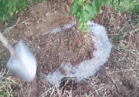 جشنواره فروش تابستانه هیدروژل کشاورزی