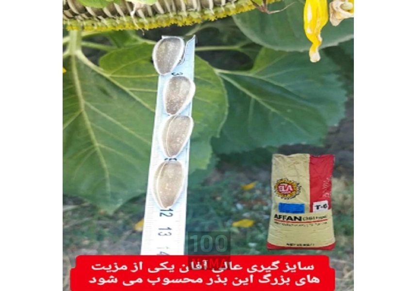 بذر آفتابگردان اس 400   آفان
